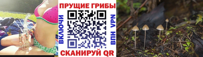 ссылка на мегу рабочий сайт  цены   Черемхово  Псилоцибиновые грибы мицелий 